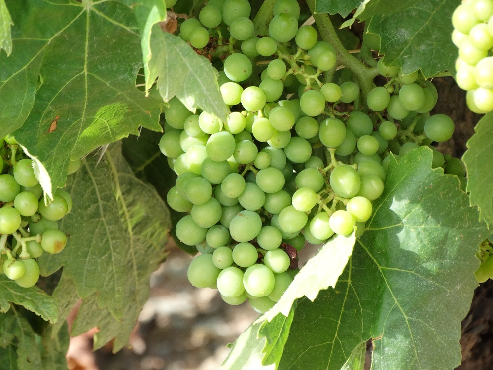 HERAULT bastide Languedocienne 60 ha vignes