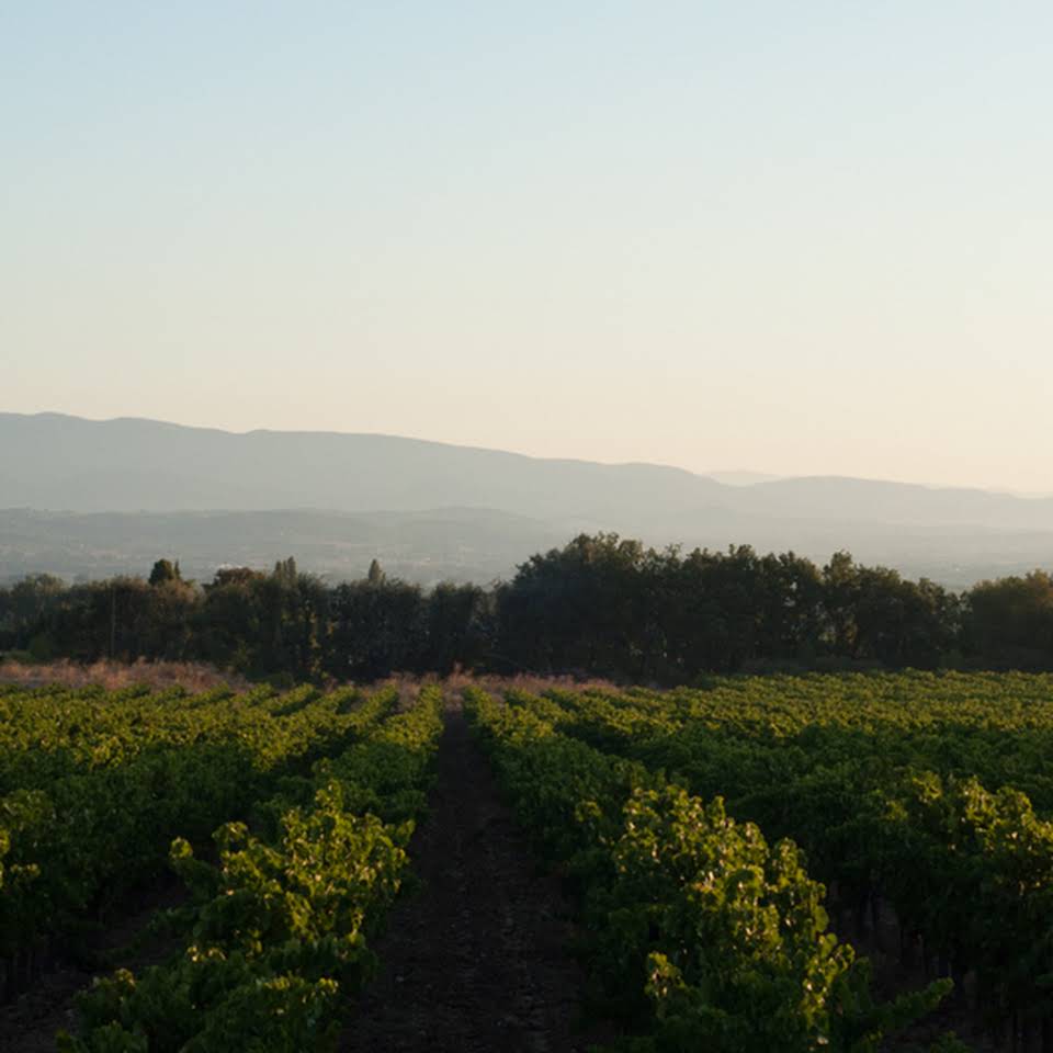 propriété viticole avec plus de 20 ha de vignes en production