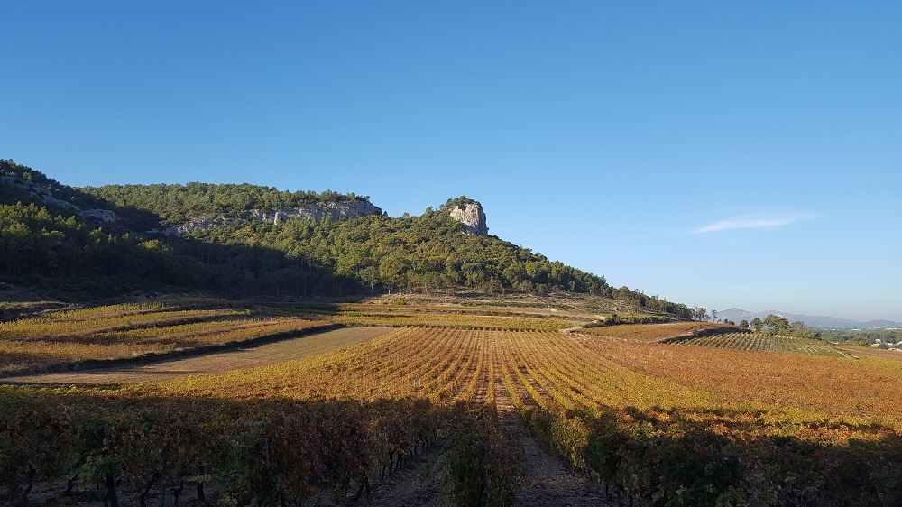 420 ha estate AOP Côtes de Provence