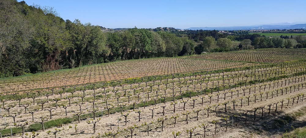 Vignoble prestigieux en Côtes du Rhône