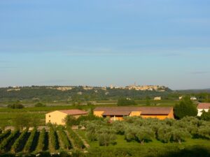 vignes biologiques en AOP Côtes du Rhône