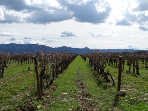 vue aérienne du vignoble bio de 30 ha en igp alpilles