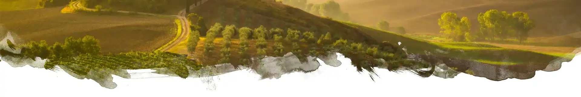 paysage vigne