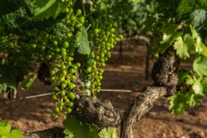 domaine viticole certifié bio en AOP Faugères