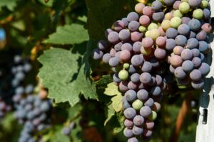 Jeune vignoble IGP Alpilles