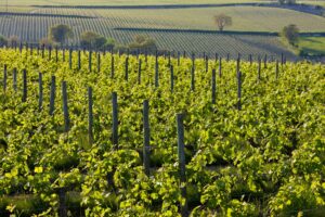 Domaine viticole premium Vallée de la Loire