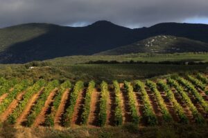 Domaine bio de moins de 20 ha en AOP