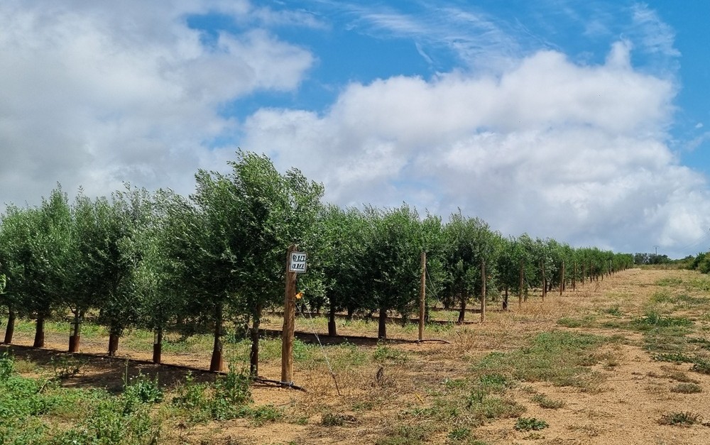 oliveraie à vendre dans l'hérault